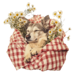 dog wrapped in red plaid graphic