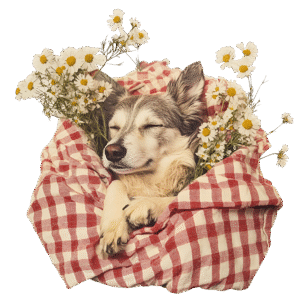dog wrapped in red plaid graphic