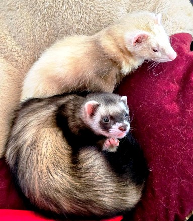 ferret photo